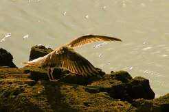 goeland_divers_05-2 null