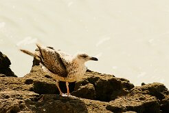 goeland_divers_06-2 null