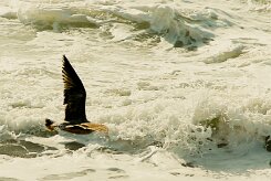 goeland_divers_07-2 null