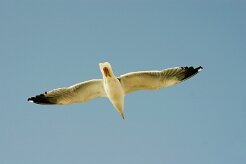 goeland_divers_09-2 null