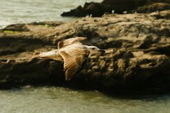 goeland_divers_10-2 null