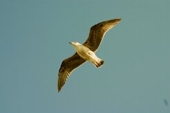 goeland_divers_11-2 null