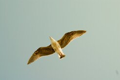 goeland_divers_12-2 null
