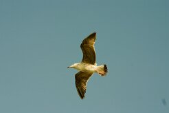 goeland_divers_13-2 null