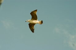 goeland_divers_15-2 null