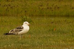 goeland_divers_16 null