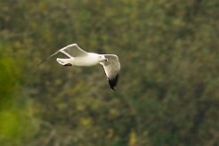 goeland_divers_17-2 null