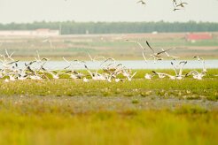 mouette-rieuse__goeland-2 null