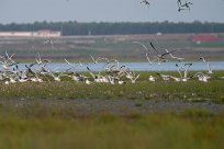 mouette-rieuse__goeland