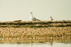 mouette_rieuse__stene_naine_01-2 null
