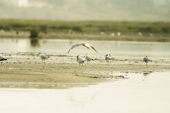 mouette_rieuse__sterne_caspienne_01-2 null
