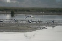 mouette_rieuse__sterne_caspienne_01