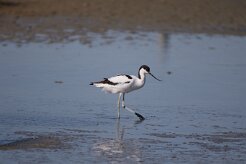 Avocette élégante_737A1099 null