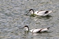 Avocette élégante Avocette élégante