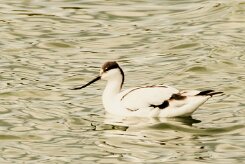 Avocette élégante_737A5968-2 null