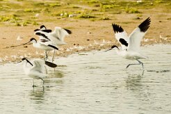 Avocette élégante_737A5974-2 null