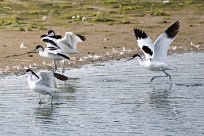 Avocette élégante Avocette élégante