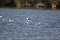 Avocette elegante_737A1033 null