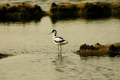 avocette_elegante_01-2 null