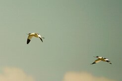 avocette_elegante_02-2 null