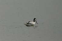 Avocette élégante Avocette élégante