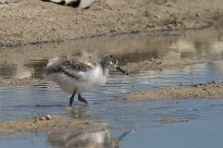 Avocette élégante Avocette élégante