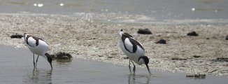 Avocette élégante Avocette élégante