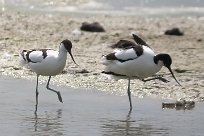 Avocette élégante Avocette élégante