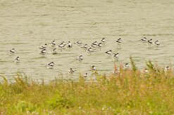 avocette_elegante_10 null