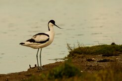 avocette_elegante_11-2 null