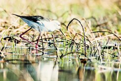 Black-winged Stilt (Echasse blanche)_7D2_2378 null