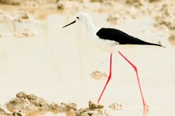Black-winged Stilt-(Échasse blanche)_737A5474 null