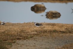 Echasse Blanche_737A1312 null