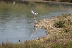 Echasse blanche_737A0964 null