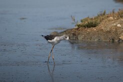Echasse blanche_737A0968 null