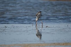 Echasse blanche_737A1051 null