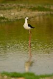 echasse_blanche_05-2 null