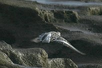 becasseau_sanderling_05