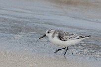 becasseau_sanderling_08