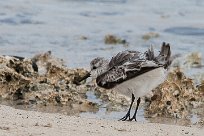 becasseau_sanderling_09