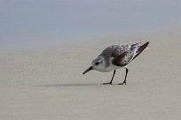 becasseau_sanderling_13