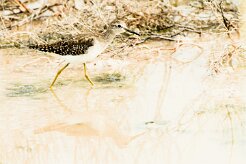 Wood Sandpiper-(Chevalier sylvain)_737A5471 null