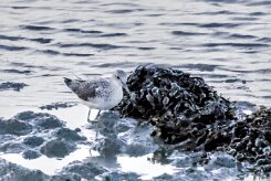 Entre Morbihan et Finistère null