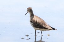 Andarríos solitario (Chevalier solitaire) Golfo Dulce - Costa Rica