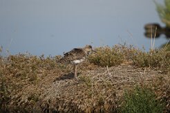 Combattant varié_737A1362 null