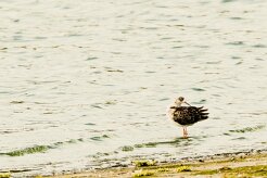 Combattant varié_737A5978-2 null