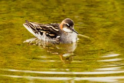 Phalarope à bec étroit_049_9220 null