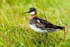 Phalarope à bec étroit_088_9537 null