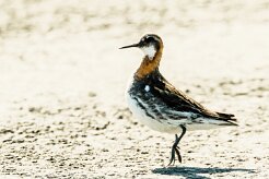 Phalarope à bec étroit_110_9661 null