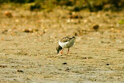 tournepierre_a_collier_02-2 null